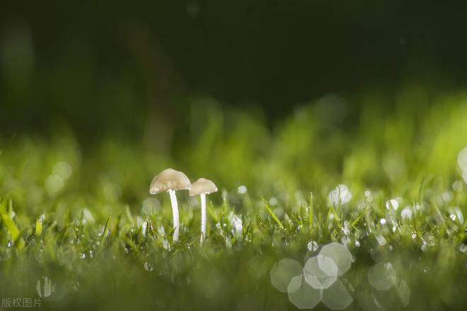 不拼器材！这4种微距摄影的常用泛亚电竞器材你都知道吗？(图10)