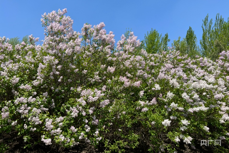 张张泛亚电竞都是壁纸！丁香花开正当时(图1)