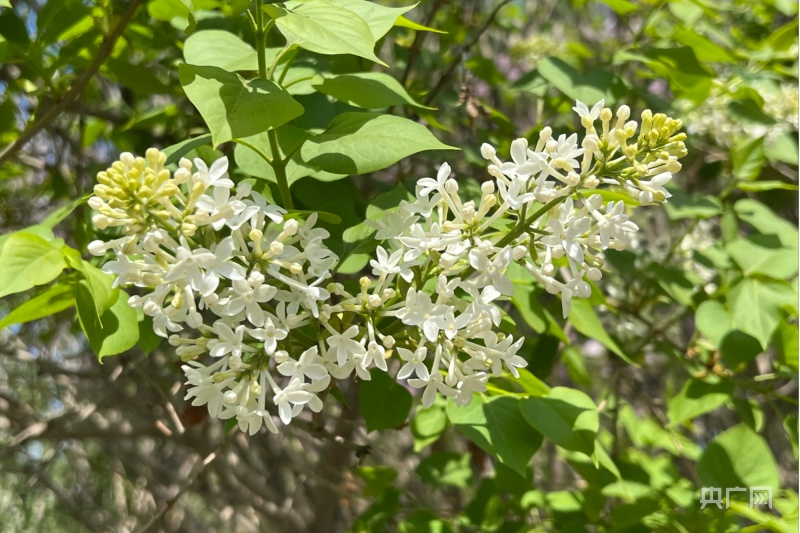 张张泛亚电竞都是壁纸！丁香花开正当时(图2)