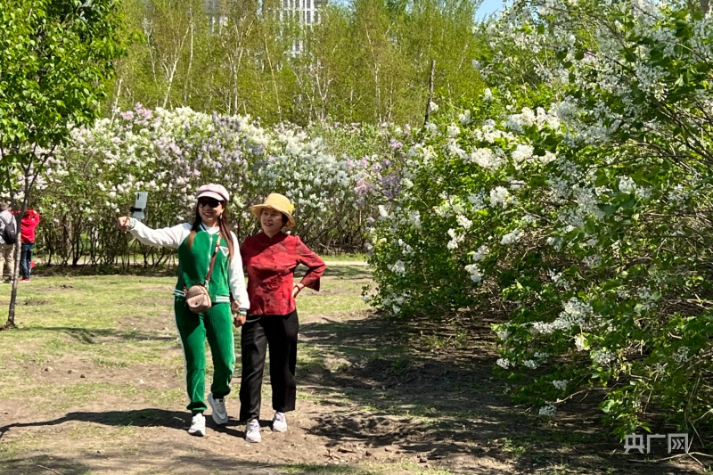 张张泛亚电竞都是壁纸！丁香花开正当时(图3)