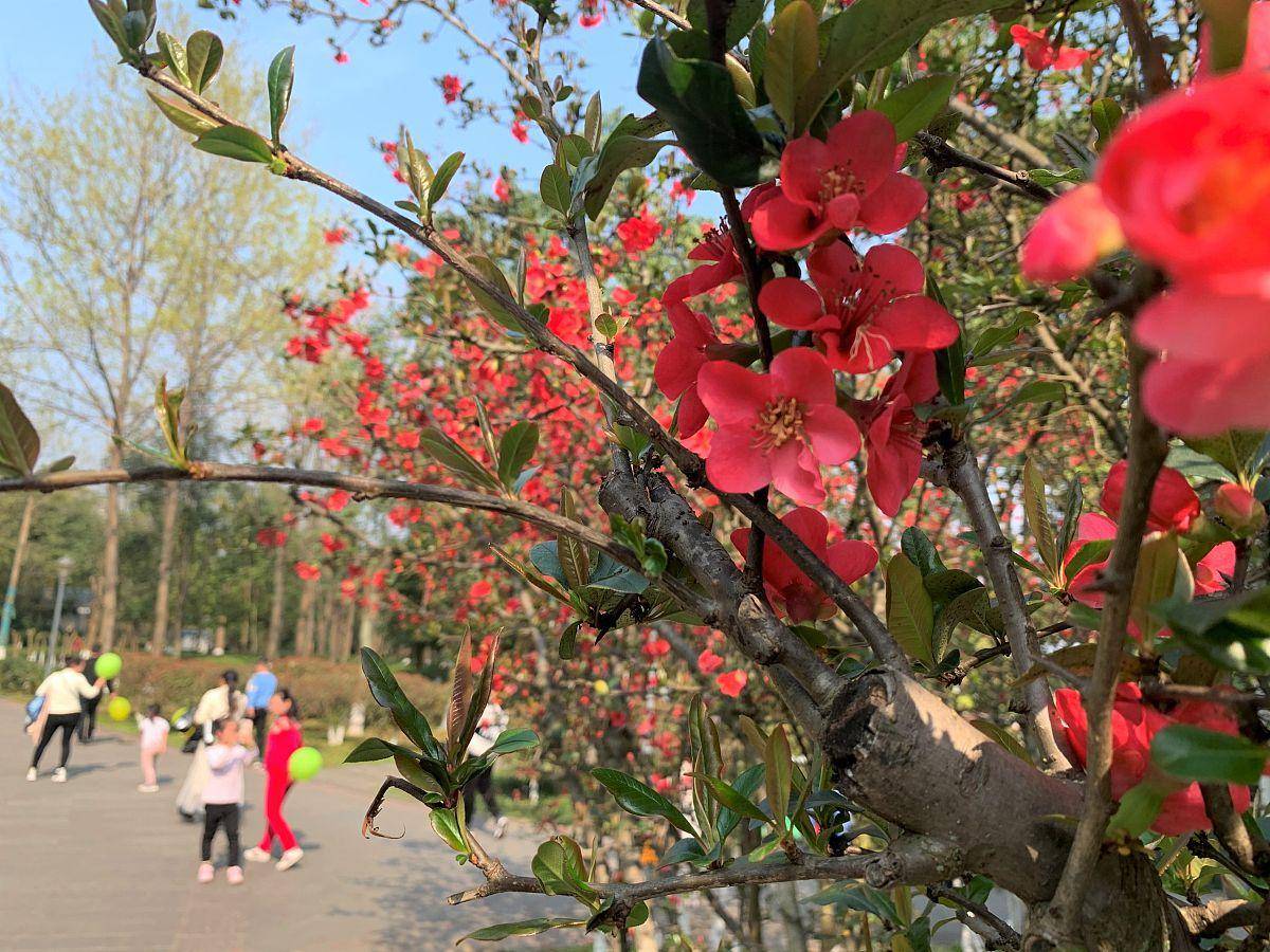 上海奉贤南门港公园火星电竞app景色优美(图6)